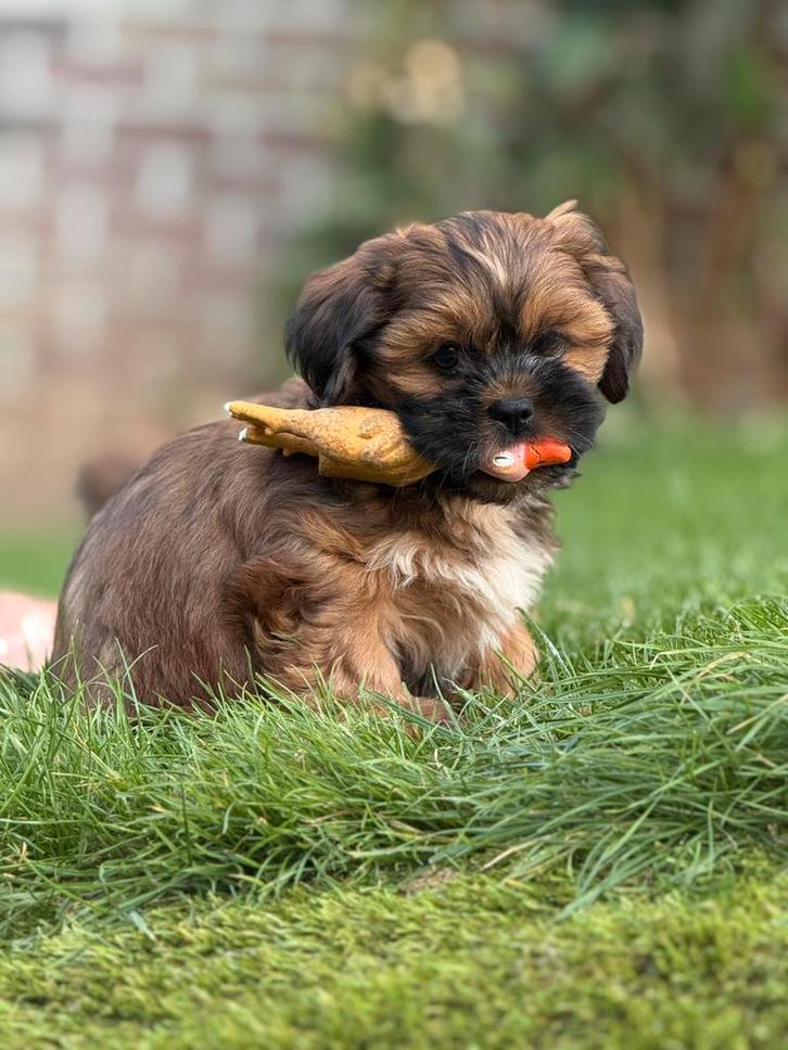 Lhasa apso pups reutjes, Dieren en Toebehoren, Honden | Chihuahua's en Gezelschapshonden, Meerdere dieren, Overige rassen, Fokker | Professioneel