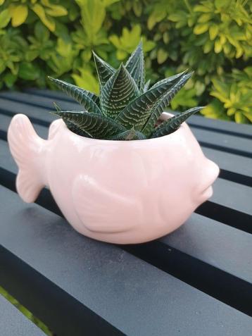 Leuke visvormige bloempot met vetplant beschikbaar voor biedingen