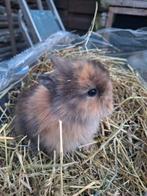 Deze 3 lieve baby's zoeken een fijn huisje, Dieren en Toebehoren, Meerdere dieren, Dwerg, 0 tot 2 jaar