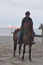 Te koop: Super brave leerpony / schoolmaster dressuur – 1m58, Dieren en Toebehoren, Paarden, Minder dan 160 cm, Ruin, M, Ontwormd