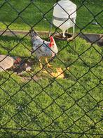 Cream legbar haan, Dieren en Toebehoren