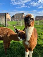 Alpaga femelle / jong merrie Alpaca, Dieren en Toebehoren, Vrouwelijk, 0 tot 2 jaar