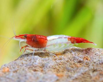 Crevettes rouges/transparentes - neocaridina 'red rili' disponible aux enchères