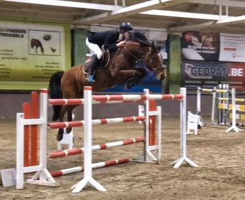 Zangersheide Flipper d’Elle ruin 8j beschikbaar voor biedingen