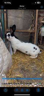Raszuivere reuzenvlinder, Dieren en Toebehoren, Konijnen