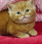 Britse kort en langhaartjes, Dieren en Toebehoren, Katten en Kittens | Raskatten | Langhaar, Meerdere dieren, 0 tot 2 jaar, Met stamboom