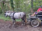 2 E-menpony's, Dieren en Toebehoren