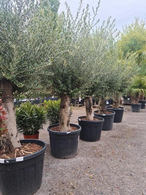 Olijfboom Olea Europaea - mooi assortiment op voorraad, Tuin en Terras, Planten | Bomen, Olijfboom, Ophalen