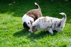 Border collie pups geboren op boerderij, CDV (hondenziekte), Particulier, Meerdere, 8 tot 15 weken