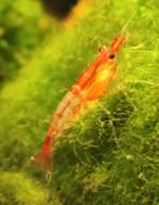Red fire garnalen of vuurgarnalen.