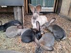 Vlaamse reus, Dieren en Toebehoren, Konijnen