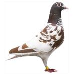 Meulemans duivin, Dieren en Toebehoren, Vogels | Duiven