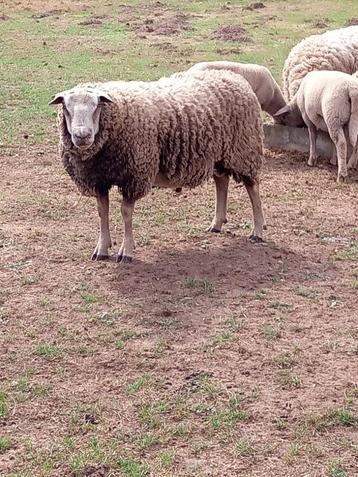 schapen te koop, Plusieurs animaux, Mouton
