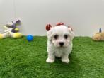 Portée de chiots Bichon Maltais - petite taille, Bichon maltais, Plusieurs, Parvovirose, Belgique