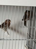 Een koppel barmsijzen van 2025, Dieren en Toebehoren, Vogels | Overige Vogels, Meerdere dieren, Wildzangvogel, Geringd