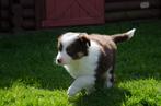 Bruine border collie pups geboren op boerderij, Dieren en Toebehoren, Honden | Herdershonden en Veedrijvers, CDV (hondenziekte)