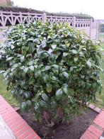 camelia japonica plant / struik., Jardin & Terrasse, Plantes | Jardin, Autres espèces, Printemps, Plein soleil, Enlèvement