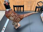Prachtige vintage fazant taxidermie, Verzamelen, Ophalen of Verzenden, Gebruikt, Vogel, Opgezet dier
