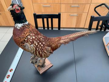 Belle taxidermie de faisan vintage, Enlèvement ou Envoi, Utilisé, Oiseaux, Animal empaillé