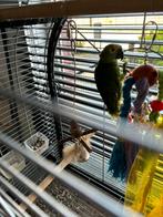 Jonge amezone papegaai te Nazareth.met kooi., Animaux & Accessoires, Oiseaux | Perruches & Perroquets, Domestique, Perroquet, Femelle