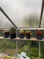 Verzamelingen cactussen op te halen in Nevele vosselare, Ophalen