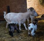 Mama dwerggeit met 3-ling, bokjes, Dieren en Toebehoren, Meerdere dieren, Geit