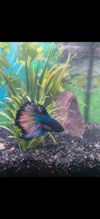 Betta vis, Dieren en Toebehoren, Vis