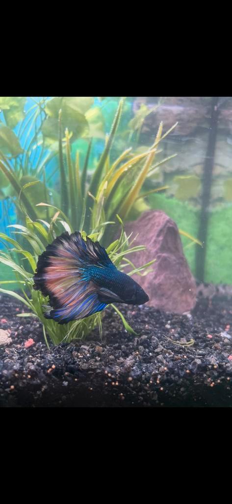 Betta vis, Dieren en Toebehoren, Vissen | Aquariumvissen, Vis