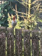 Roodkuifkardinaalman, Dieren en Toebehoren, Vogels | Overige Vogels, Mannelijk, Tropenvogel, Geringd