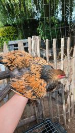 Brahma groothoen hennen, Dieren en Toebehoren, Vrouwelijk, Kip