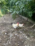 Koppel kippen, Dieren en Toebehoren, Pluimvee, Meerdere dieren, Kip