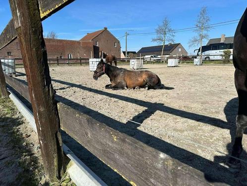 Braaf wandelpaard, Dieren en Toebehoren, Paarden, Merrie, Minder dan 160 cm, 11 jaar of ouder, Recreatiepaard, Gechipt, Ontwormd