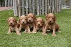 Prachtige Cockapoo pups (abrikoos en rood), Dieren en Toebehoren, Honden | Retrievers, Spaniëls en Waterhonden, België, Overige rassen