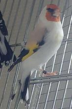 Jonge Siberische putters, Dieren en Toebehoren, Wildzangvogel, Geringd