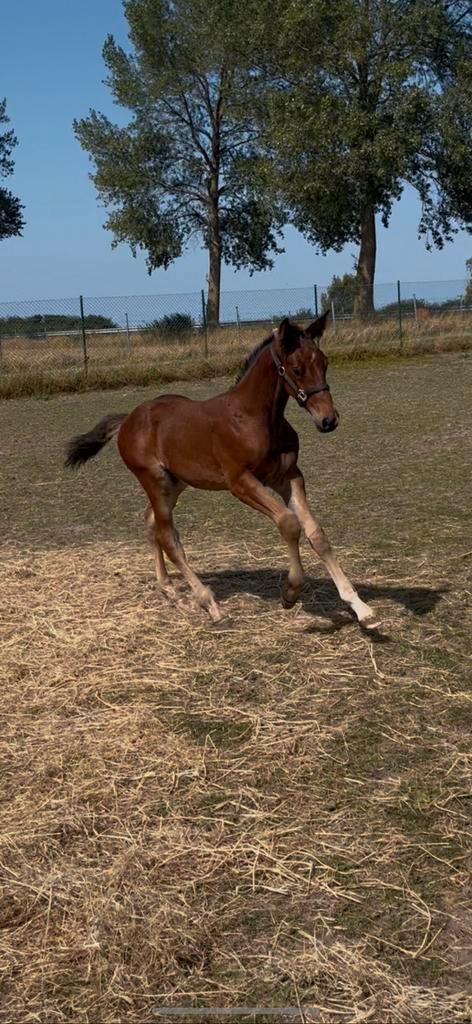 Betaalbaar Bwp hengstenveulen, Dieren en Toebehoren, Paarden, Hengst, Niet van toepassing, 170 tot 175 cm, 0 tot 2 jaar, Springpaard