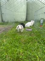 3 hangoor konijntjes, Dieren en Toebehoren, Konijnen, Vrouwelijk, Hangoor, 0 tot 2 jaar
