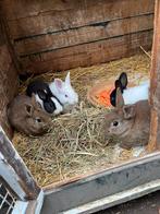 Jonge dwergkonijnen, Dieren en Toebehoren, Konijnen, Dwerg