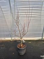 Acer palmatum Twombleys Red Sentinel - Japanse esdoorn, Tuin en Terras, Ophalen