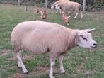 prima texel schapen te koop, Dieren en Toebehoren, Maart, Vrouwelijk