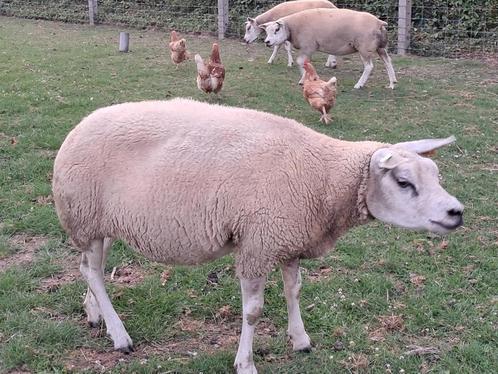 prima texel schapen te koop, Dieren en Toebehoren, Overige Dieren, Vrouwelijk, Maart