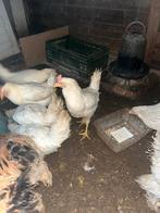 poules pondeuses, Poule ou poulet