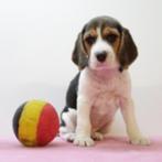 Beagle (Zwart & Blauw tricolor) Belgische pups te koop, Dieren en Toebehoren, Honden | Beagles, Bassets en Lopende honden, België