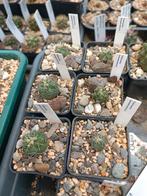 cactus thelocactus hexaedrophorus, Huis en Inrichting, Kamerplanten, Cactus, Minder dan 100 cm, Ophalen of Verzenden, Bloeiende kamerplant