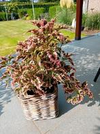 coleus, Autres espèces, Moins de 100 cm, Enlèvement, Plante verte