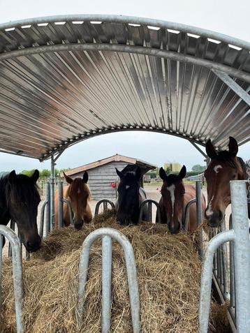 Hooiruif, Hooiruiven, Ruiven, Ruif, Voeren in de wei beschikbaar voor biedingen