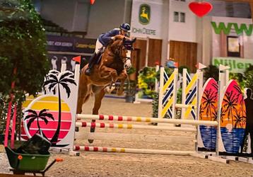 Springpaard te koop, Cheval de saut