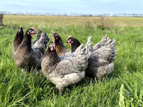 Jonge tamme bleu de landes kippen hennen gesekst en ingeënt, Dieren en Toebehoren, Pluimvee, Kip, Vrouwelijk