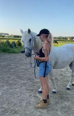 Connemara- pony zoekt vijfsterrenhuisje, 11 jaar of ouder, Merrie, Met stamboom, Niet van toepassing