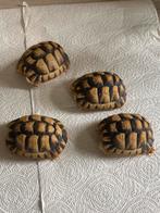 Testudo kleinmanni cb van 2022, Dieren en Toebehoren, Schildpad, 3 tot 6 jaar