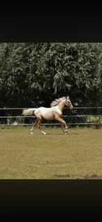 2 jarige palomino